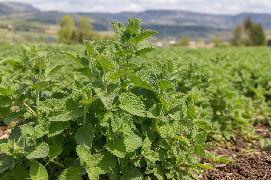 Planta de hierba gatera Nepeta cataria en cultivo