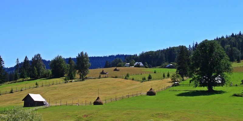 Campo de heno con pacas recién cosechadas